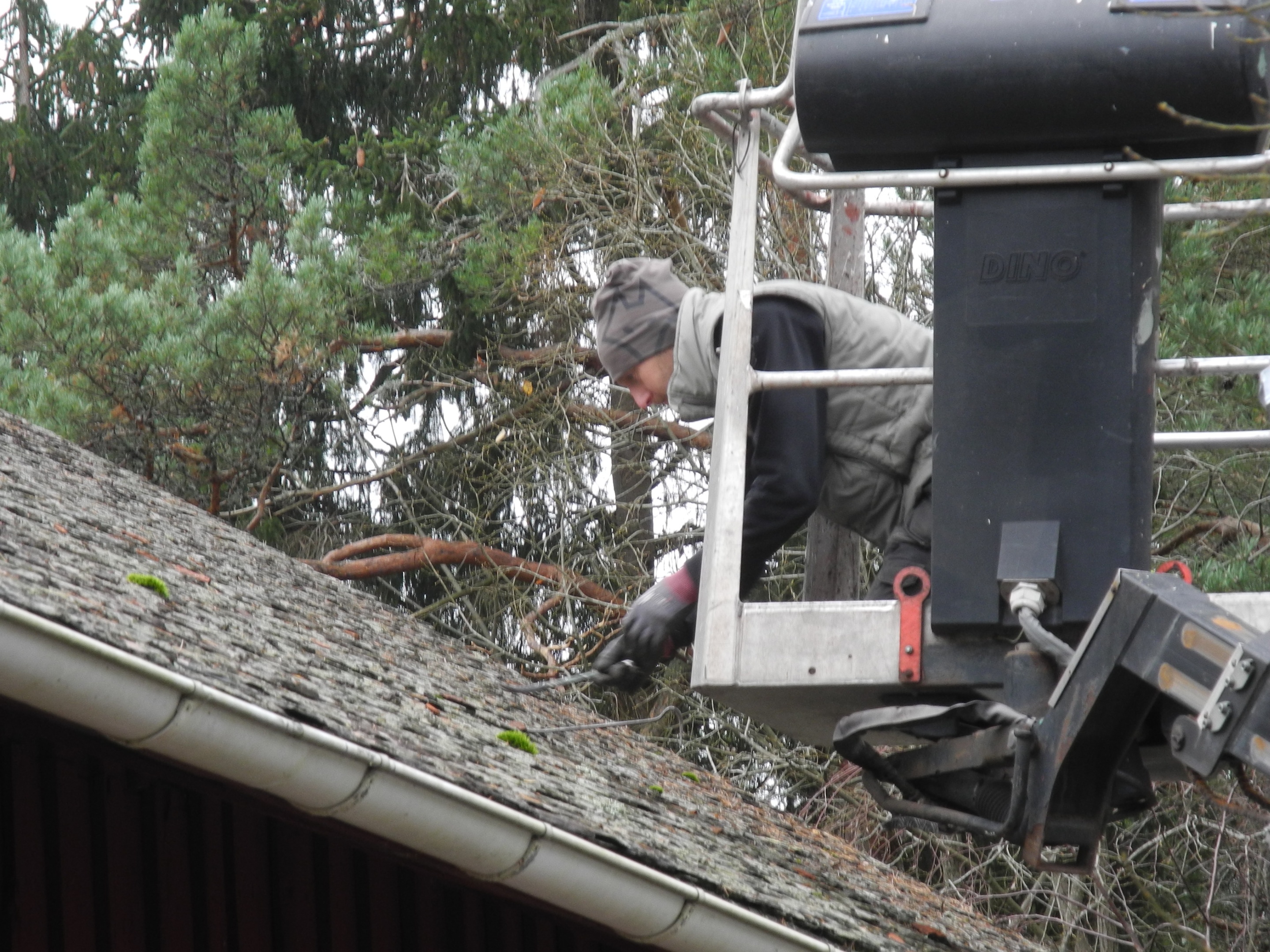 Plansch över livet i myrstacken